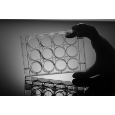 12-well Tissue Culture Plate