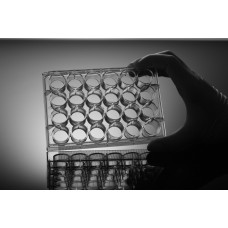 24-well Tissue Culture Plate