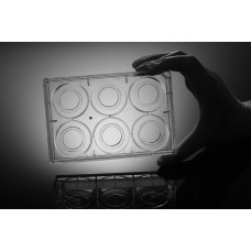 6-well Tissue Culture Plate